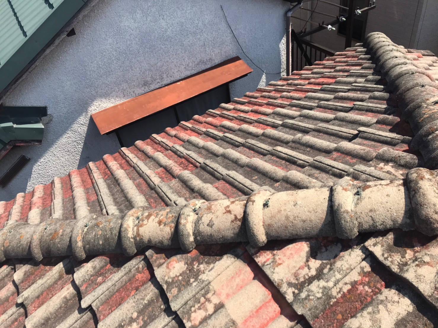 リッジウェイアーストシーダー